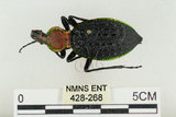 中文名:臺灣擬食蝸步行蟲(428-268)學名:Carabus (Coptolabrus) nankotaizanus Kano, 1932(428-268)