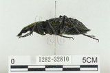 中文名:臺灣擬食蝸步行蟲(1282-32810)學名:Carabus (Coptolabrus) nankotaizanus Kano, 1932(1282-32810)