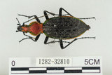 中文名:臺灣擬食蝸步行蟲(1282-32810)學名:Carabus (Coptolabrus) nankotaizanus Kano, 1932(1282-32810)