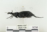 中文名:臺灣擬食蝸步行蟲(3826-139)學名:Carabus (Coptolabrus) nankotaizanus Kano, 1932(3826-139)