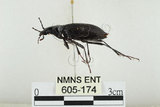 中文名:鞍馬山步行蟲(605-174)學名:Carabus (Apotomopterus) masuzoi (Imura & Satô, 1989)(605-174)