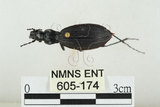 中文名:鞍馬山步行蟲(605-174)學名:Carabus (Apotomopterus) masuzoi (Imura & Satô, 1989)(605-174)