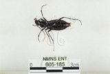 中文名:鞍馬山步行蟲(605-185)學名:Carabus (Apotomopterus) masuzoi (Imura & Satô, 1989)(605-185)