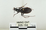 中文名:鞍馬山步行蟲(605-184)學名:Carabus (Apotomopterus) masuzoi (Imura & Sat� 1989)(605-184)
