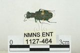 中文名:素木氏虎甲蟲(1127-464)學名:Cylindera (Apterodela) shirakii (Horn, 1927)(1127-464)