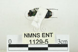中文名:素木氏虎甲蟲(1129-5)學名:Cylindera (Apterodela) shirakii (Horn, 1927)(1129-5)