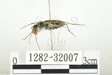 中文名:縱紋虎甲蟲(1282-32007)學名:Lophyra (Spilodia) striolata dorsolineolata (Chevrolat, 1845)(1282-32007)