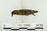 中文名:松吉丁蟲(1282-32886)學名:Chalcophora japonica miwai Kurosawa, 1974(1282-32886)