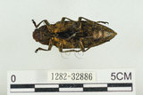 中文名:松吉丁蟲(1282-32886)學名:Chalcophora japonica miwai Kurosawa, 1974(1282-32886)