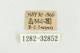 中文名:松吉丁蟲(1282-3285...