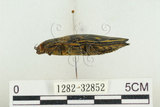 中文名:松吉丁蟲(1282-32852)學名:Chalcophora japonica miwai Kurosawa, 1974(1282-32852)