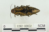 中文名:松吉丁蟲(1282-32852)學名:Chalcophora japonica miwai Kurosawa, 1974(1282-32852)