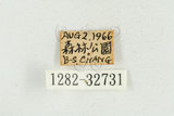中文名:松吉丁蟲(1282-3273...