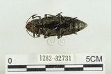 中文名:松吉丁蟲(1282-32731)學名:Chalcophora japonica miwai Kurosawa, 1974(1282-32731)