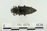 中文名:松吉丁蟲(1282-32731)學名:Chalcophora japonica miwai Kurosawa, 1974(1282-32731)