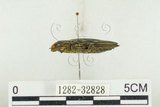 中文名:松吉丁蟲(1282-32828)學名:Chalcophora japonica miwai Kurosawa, 1974(1282-32828)