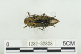 中文名:松吉丁蟲(1282-32828)學名:Chalcophora japonica miwai Kurosawa, 1974(1282-32828)