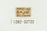中文名:松吉丁蟲(1282-3272...