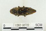 中文名:松吉丁蟲(1282-32722)學名:Chalcophora japonica miwai Kurosawa, 1974(1282-32722)