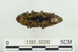 中文名:松吉丁蟲(1282-32292)學名:Chalcophora japonica miwai Kurosawa, 1974(1282-32292)