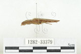 中文名:斑櫛角叩頭蟲(1282-33379)學名:Pectocera babai Kishii, 1990(1282-33379)