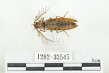 中文名:斑櫛角叩頭蟲(1282-33545)學名:Pectocera babai Kishii, 1990(1282-33545)