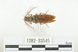 中文名:斑櫛角叩頭蟲(1282-33545)學名:Pectocera babai Kishii, 1990(1282-33545)