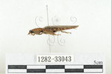 中文名:斑櫛角叩頭蟲(1282-33...