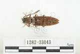 中文名:斑櫛角叩頭蟲(1282-33043)學名:Pectocera babai Kishii, 1990(1282-33043)