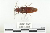 中文名:斑櫛角叩頭蟲(3161-692)學名:Pectocera babai Kishii, 1990(3161-692)