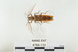 中文名:斑櫛角叩頭蟲(4784-133)學名:Pectocera babai Kishii, 1990(4784-133)