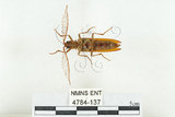 中文名:斑櫛角叩頭蟲(4784-137)學名:Pectocera babai Kishii, 1990(4784-137)