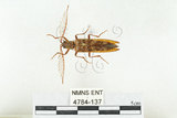 中文名:斑櫛角叩頭蟲(4784-137)學名:Pectocera babai Kishii, 1990(4784-137)