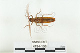中文名:斑櫛角叩頭蟲(4784-136)學名:Pectocera babai Kishii, 1990(4784-136)