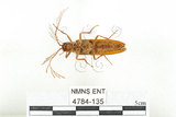 中文名:斑櫛角叩頭蟲(4784-135)學名:Pectocera babai Kishii, 1990(4784-135)