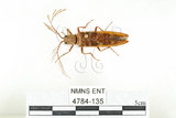 中文名:斑櫛角叩頭蟲(4784-135)學名:Pectocera babai Kishii, 1990(4784-135)