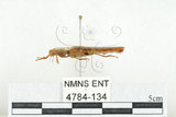 中文名:斑櫛角叩頭蟲(4784-134)學名:Pectocera babai Kishii, 1990(4784-134)