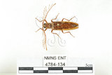 中文名:斑櫛角叩頭蟲(4784-134)學名:Pectocera babai Kishii, 1990(4784-134)