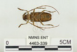 中文名:松斑天牛(4463-339)學名:Monochamus alternatus Hope, 1842(4463-339)