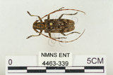 中文名:松斑天牛(4463-339)學名:Monochamus alternatus Hope, 1842(4463-339)