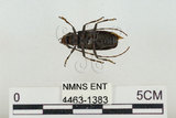 中文名:松斑天牛(4463-1383)學名:Monochamus alternatus Hope, 1842(4463-1383)