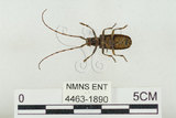 中文名:松斑天牛(4463-1890)學名:Monochamus alternatus Hope, 1842(4463-1890)