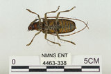 中文名:松斑天牛(4463-338)學名:Monochamus alternatus Hope, 1842(4463-338)