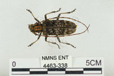 中文名:松斑天牛(4463-338)學名:Monochamus alternatus Hope, 1842(4463-338)