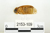 中文名:雲南扁螢(2153-109)學名:Lamprigera yunnana (Fairmaire, 1897)(2153-109)中文別名:雲南螢