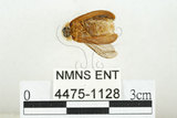 中文名:雲南扁螢(4475-1128)學名:Lamprigera yunnana (Fairmaire, 1897)(4475-1128)中文別名:雲南螢