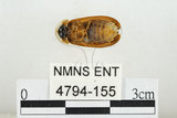中文名:雲南扁螢(4794-155)學名:Lamprigera yunnana (Fairmaire, 1897)(4794-155)中文別名:雲南螢