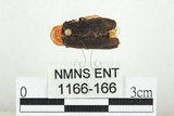 中文名:黑腹櫛角螢(1166-166)學名:Vesta scutellonigra Olivier, 1913(1166-166)