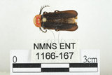 中文名:黑腹櫛角螢(1166-167)學名:Vesta scutellonigra Olivier, 1913(1166-167)