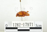 中文名:白紋大葉蚤 (1282-17971)學名:Ophrida spectabilis (Baly, 1862)(1282-17971)中文別名:白紋大金花蟲